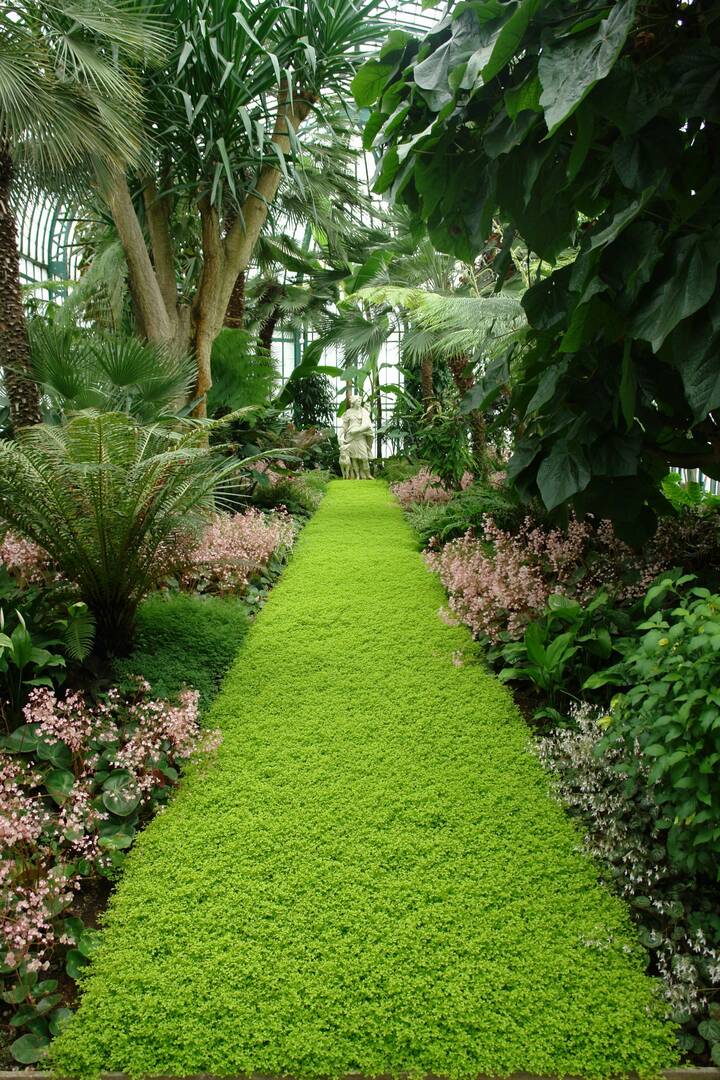 Platinum Lawns
