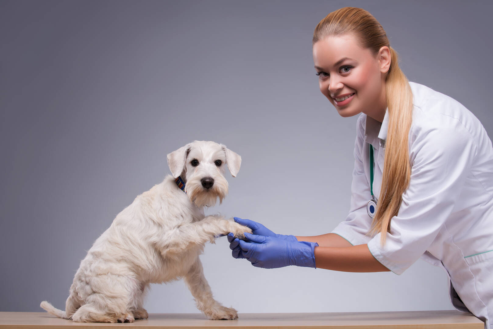 Preventative Veterinary Care At Home in Fort Lauderdale